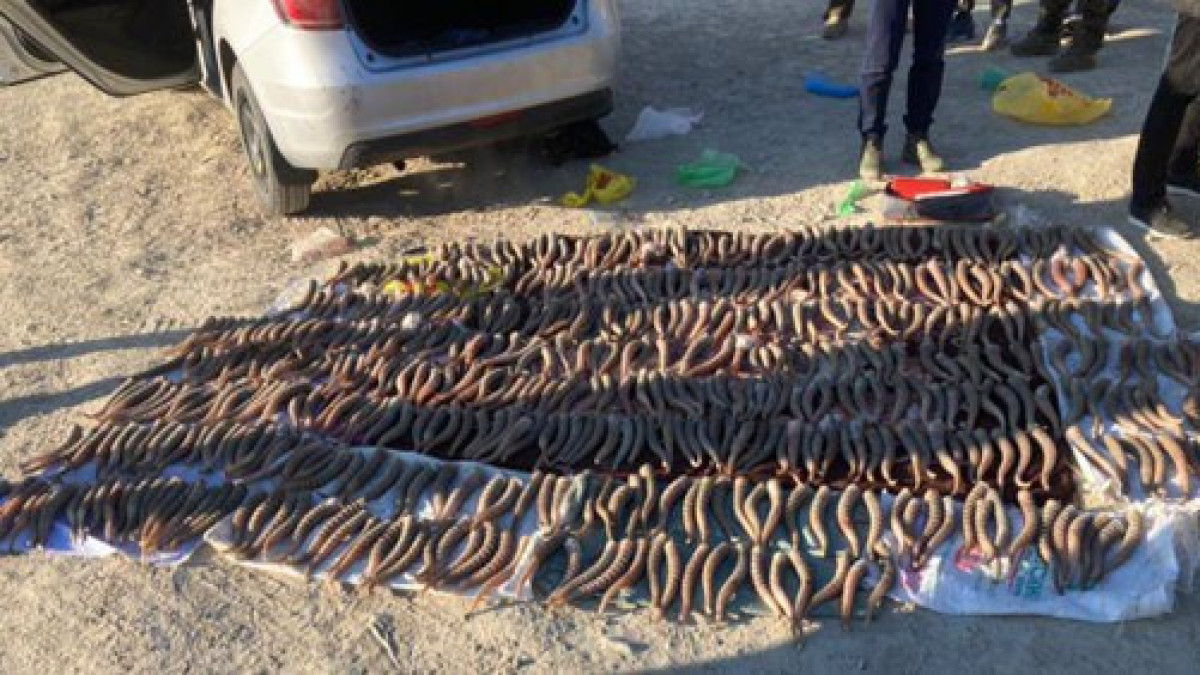 Преступная группа истреблявшая сайгаков задержана в Мангистау