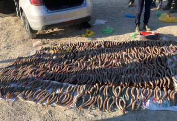 Преступная группа истреблявшая сайгаков задержана в Мангистау