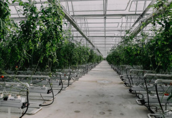 Уникальный тепличный комплекс открылся в Атырауской области