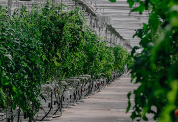 Атырау облысында  жылыжай кешені ашылды