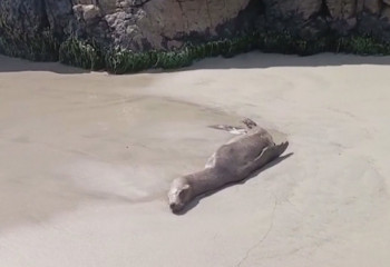 Перуде төтенше жағдай режимі жыл соңына дейін ұзартылды