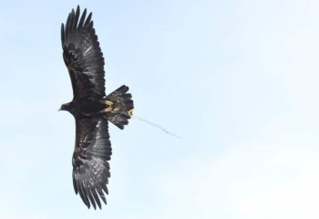 Атырауда құсбегілер сайысы мәресіне жетті