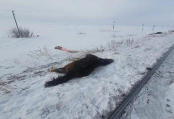 Ақмола облысында жүк пойызы 32 жылқыны қағып кетті