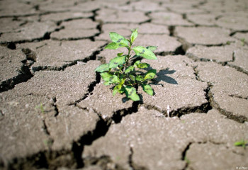 В Казахстане создадут систему реагирования на засухи