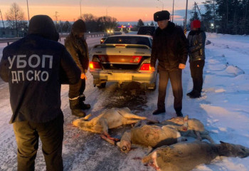 50-ге жуық елік атқан браконьерлер ұсталды