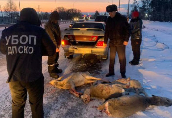 Подозреваемых в истреблении почти 50 косуль задержали в СКО