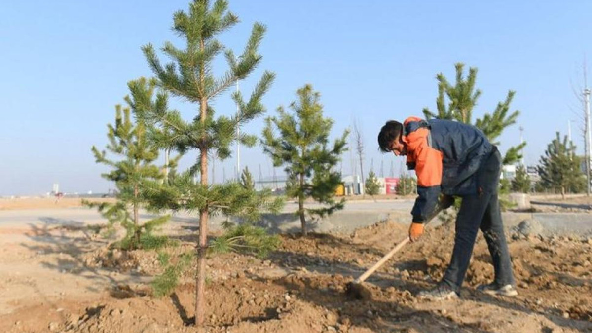 Более 1 млн саженцев распределят для озеленения в Туркестанской области