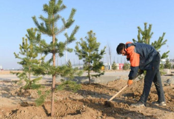 Более 1 млн саженцев распределят для озеленения в Туркестанской области