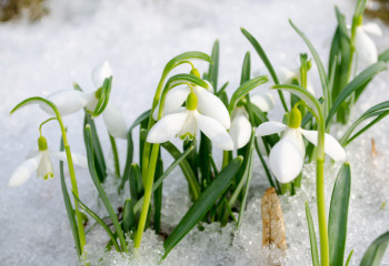 Алматының ботаникалық бағында бәйшешек гүлдеді