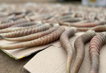 Батыс Қазақстанда 2 мыңнан астам ақбөкен мүйізі тәркіленді