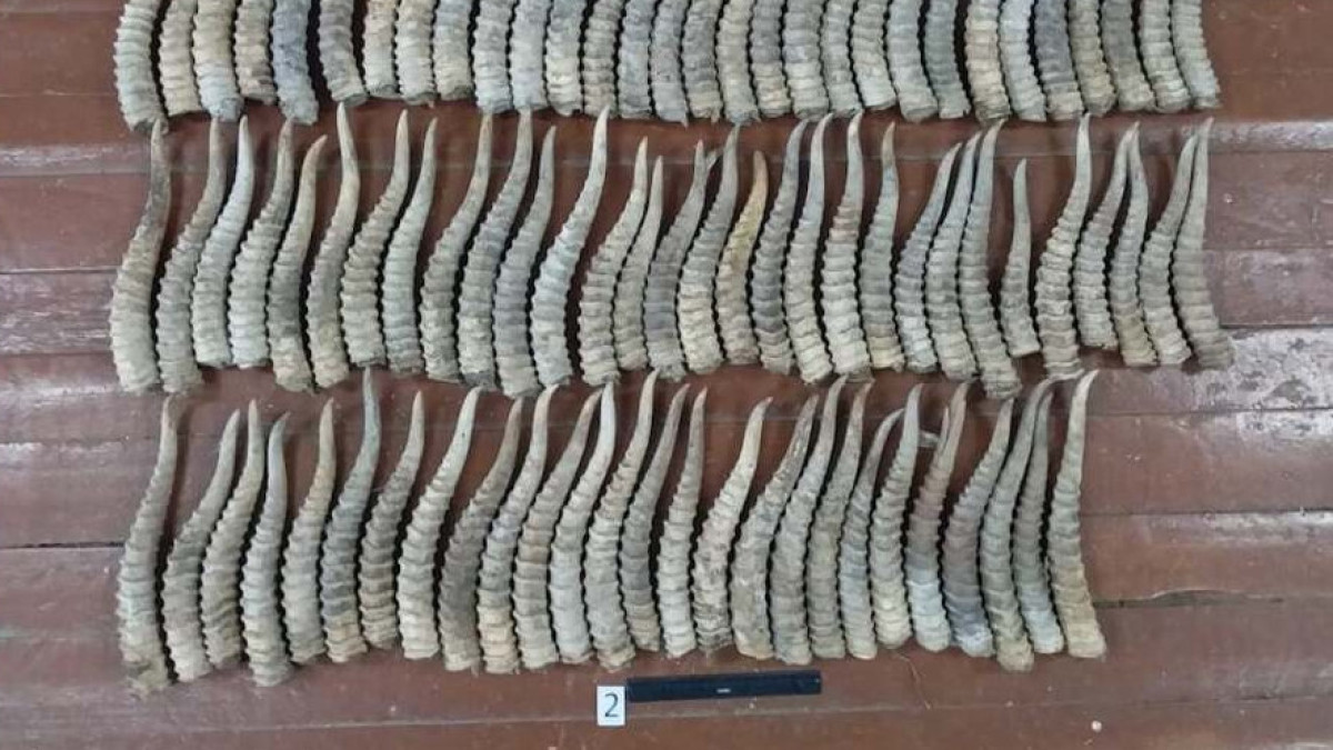 Свыше двух тысяч рогов сайги изъяли полицейские ЗКО