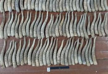 Свыше двух тысяч рогов сайги изъяли полицейские ЗКО