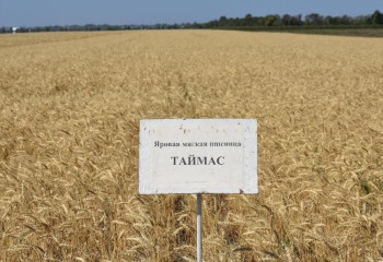 В Казахстане вывели сорт зерна, который дает рекордный урожай