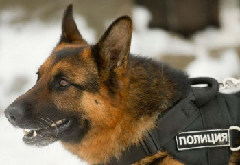 С участием кинологов раскрыто более 6 тыс правонарушений в Казахстане