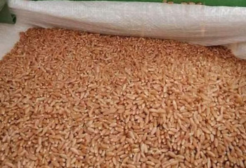 Отандық ғалымдар астықтың жаңа сұрпын патенттеді