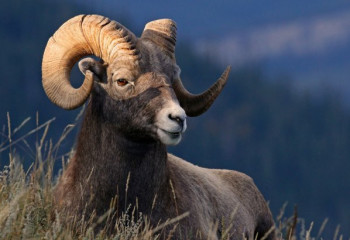 Елімізде қарақұйрық, арқар және тоғай бұғылары көбейді