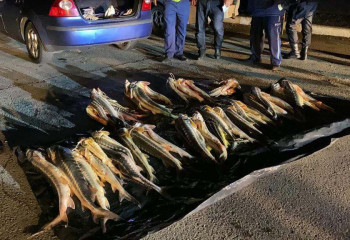 Маңғыстау облысында 150 келі бекіре балығы тәркіленді