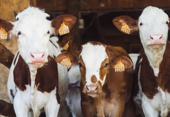 Против 23 видов болезней вакцинируют сельхозживотных и птиц Казахстана