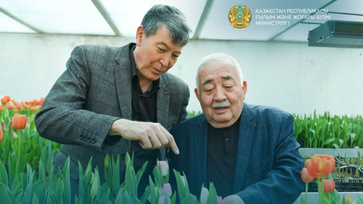 15 видов тюльпанов вырастили ученые в Туркестане