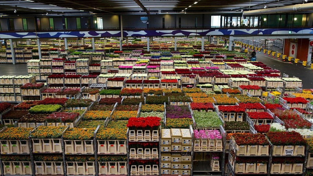 Свыше 20 млн бутонов цветов завезли в Казахстан за два месяца