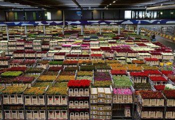 Свыше 20 млн бутонов цветов завезли в Казахстан за два месяца