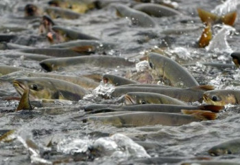 В Казахстане проводится рыбоохранная акция «Нерест»