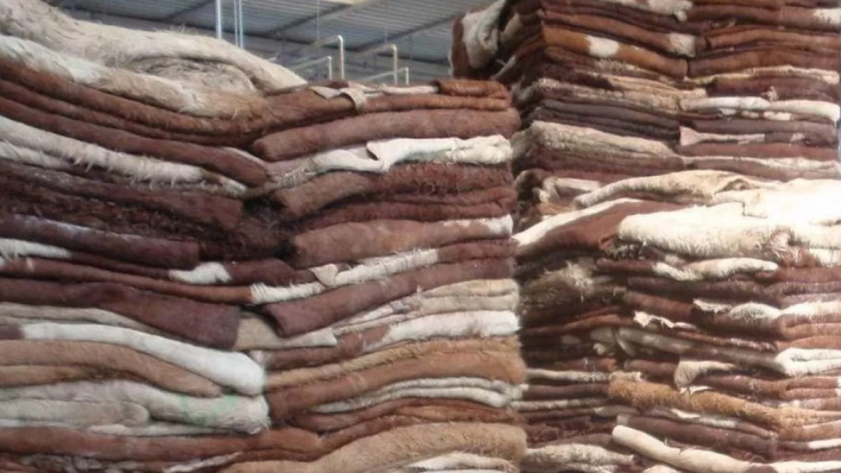 Вопрос по экспорту шерсти и шкур подняли предприниматели Шымкента