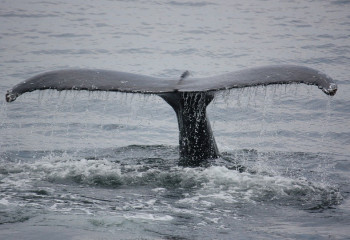 Около 25 процентов флоры и фауны планеты находится под угрозой исчезновения