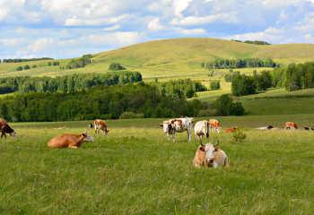 Кому запретят владеть землей в Казахстане