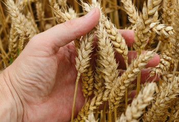 Кластер по глубокой переработке казахстанского зерна создадут в МЦПК «Центральная Азия»