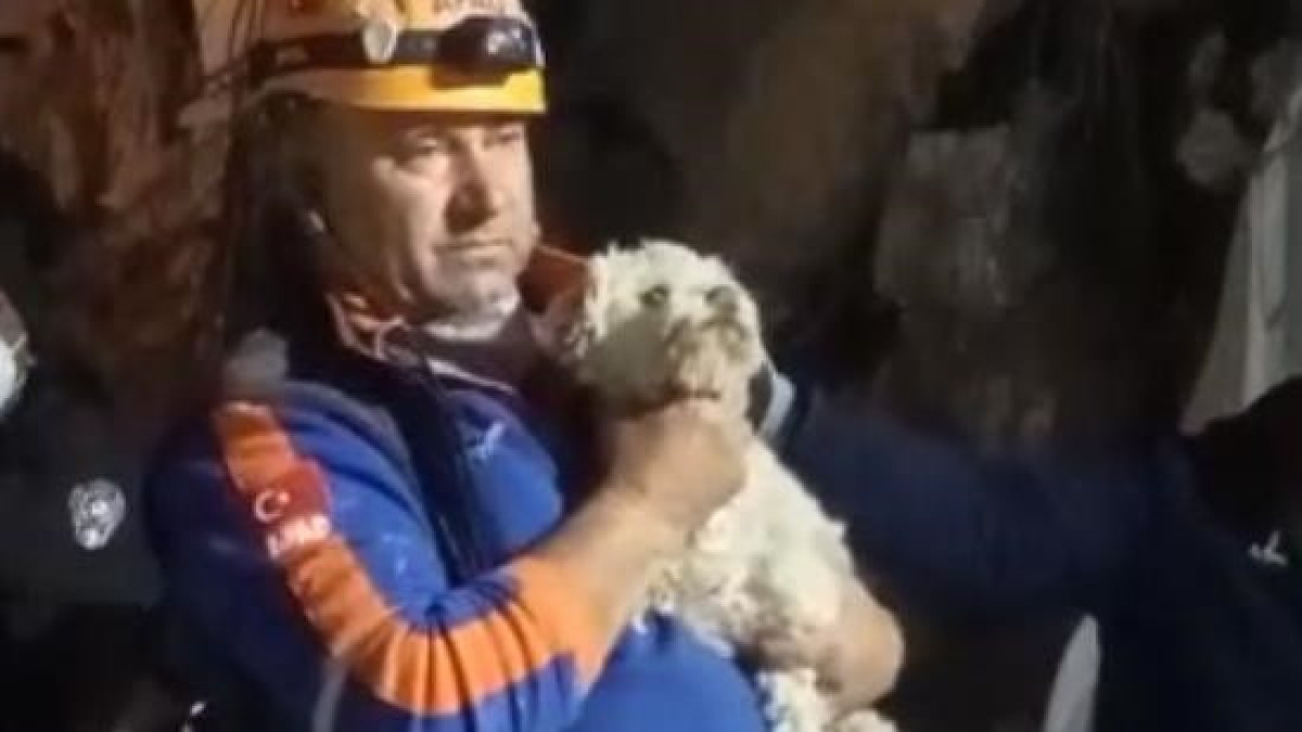 Собаку спасли из-под завалов в Турции на 25-й день землетрясений