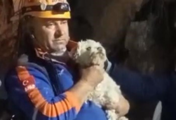 Собаку спасли из-под завалов в Турции на 25-й день землетрясений