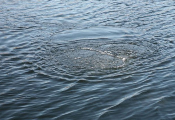 Түркістан облысында кішкентай бала өзенге батып кетті