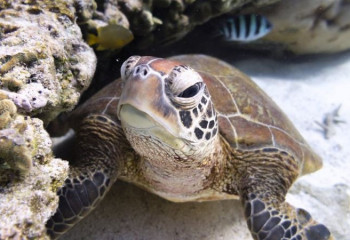 Историческое соглашение о защите мирового океана одобрено после 10 лет переговоров