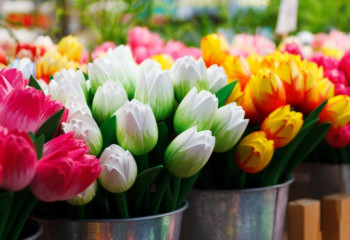 Астролог рассказала, какие цветы дарить на 8 Марта разным знакам зодиака