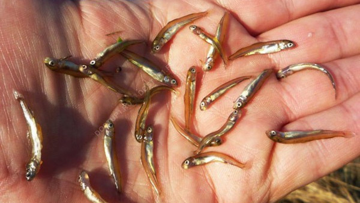 В Бухтарминское водохранилище планируют выпустить 19 млн личинок рыбы
