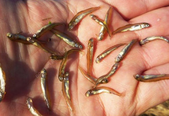 В Бухтарминское водохранилище планируют выпустить 19 млн личинок рыбы