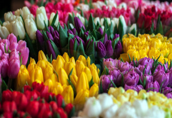 Қазақстанда гүлдердің тауар айналымы 48,8 млн долларды құрады