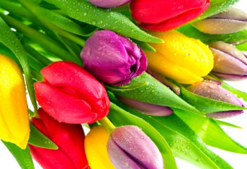 Бүгін – Халықаралық әйелдер күні