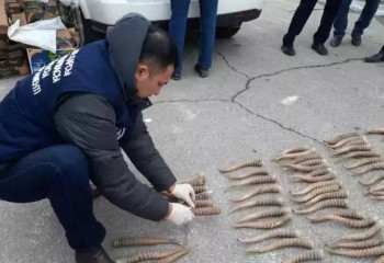 Атырау тұрғынынан 2,5 мыңға жуық ақбөкен мүйізі тәркіленді