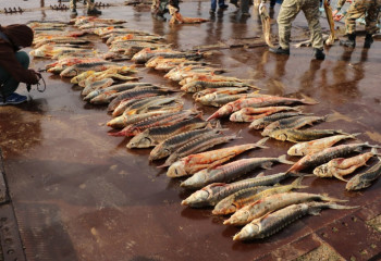 Бекіре балықтың заңсыз айналымы үшін қылмыстық жаза күшейеді