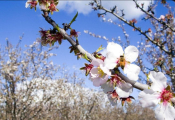 Оңтүстік өңірлерде 25 градусқа дейін күн жылынады