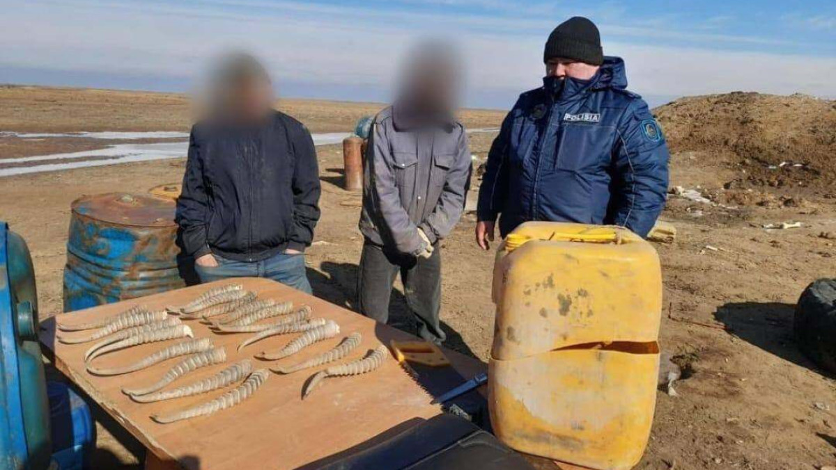 18 рогов сайги и винтовку изъяли у жителя Атырауской области