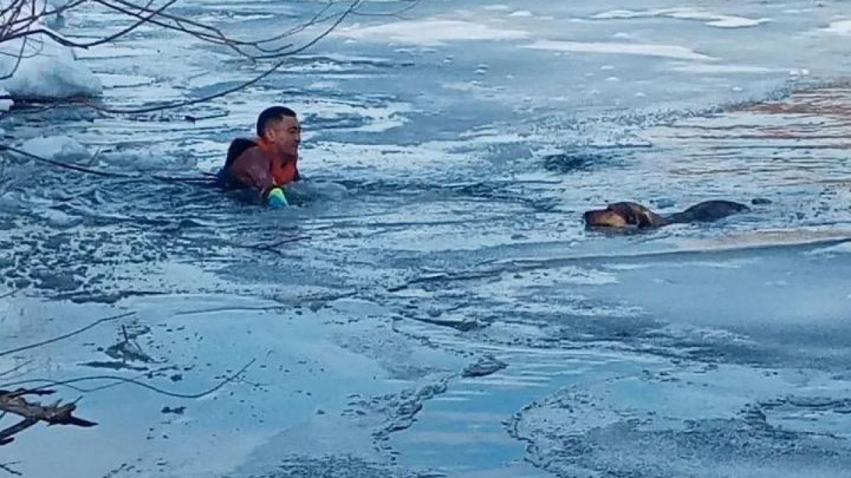 Собаку из ледяной воды Ишима вытащили спасатели