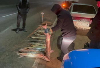 В Мангистау браконьер хотел нажиться на продаже 124 кг ценной рыбы