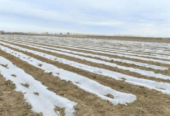 Туркестанские фермеры начали посадку дынь и арбузов