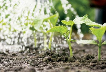 Түркістан облысында 90 гектарға қауын мен қарбыз егілді