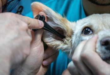 Елімізде ветеринария мамандары тапшы