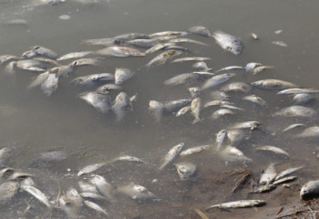 Увеличение уровня воды может привести к гибели рыбы в Атырауской области