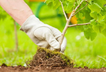 В Алматы стартует акция «Зеленый двор»